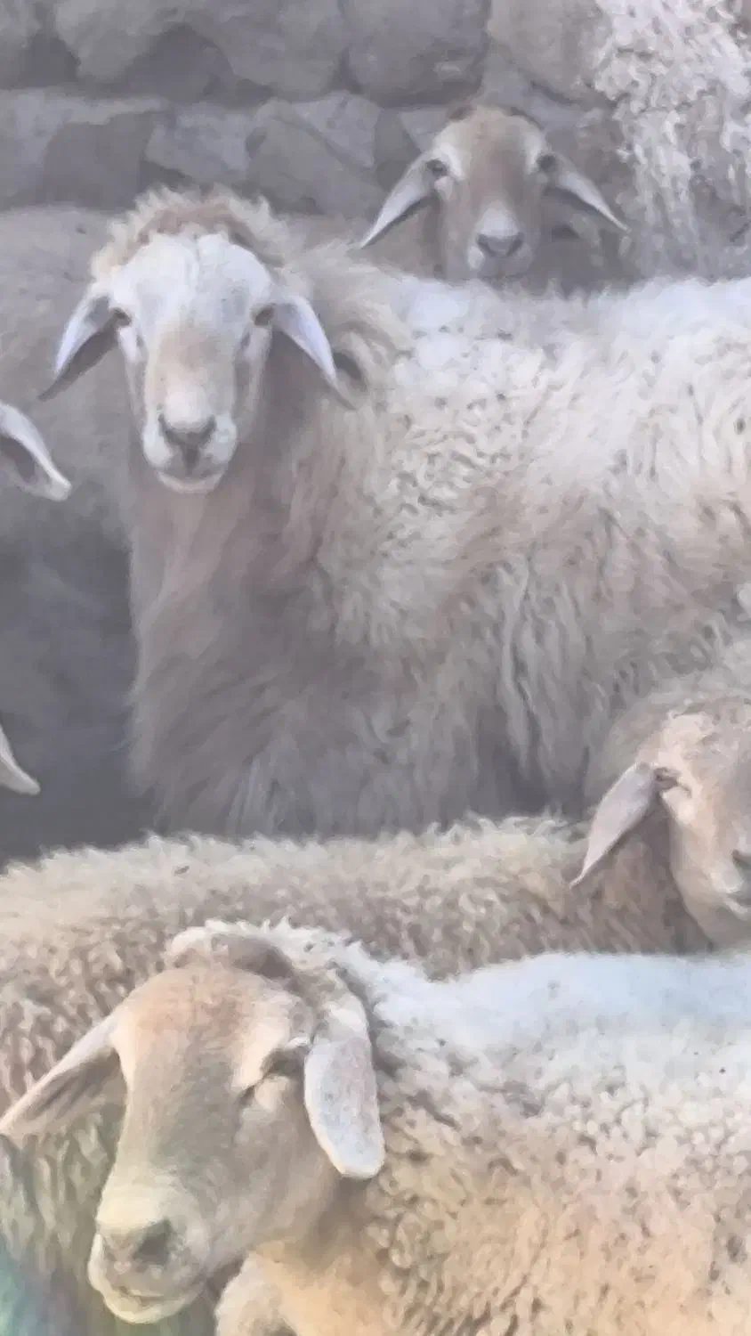 حیوانات|حیوانات مزرعه|مرادلو, |دیوار