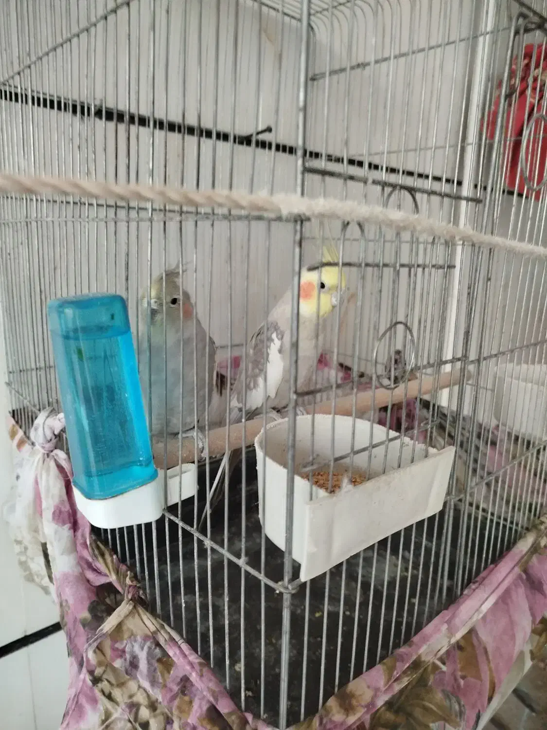 طوطی عروس نرو ماده|پرنده|محمدیه-قزوین, |دیوار