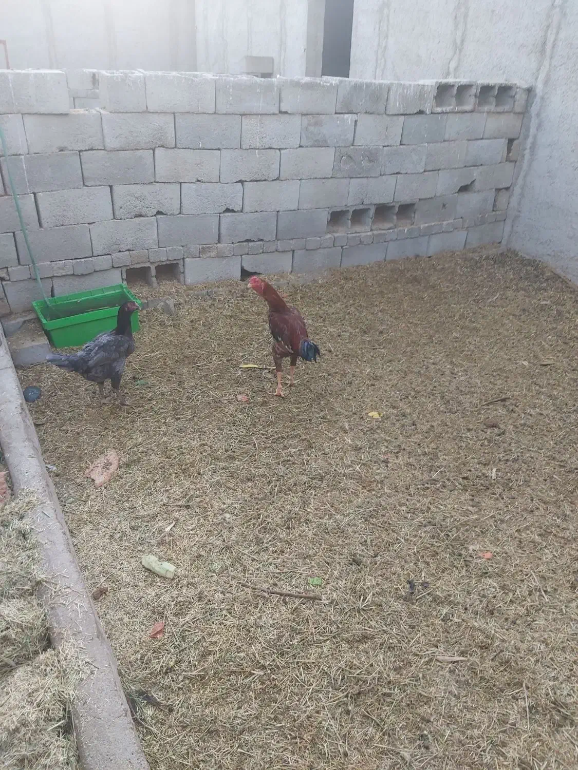 خروس لاری|حیوانات مزرعه|بافق, |دیوار