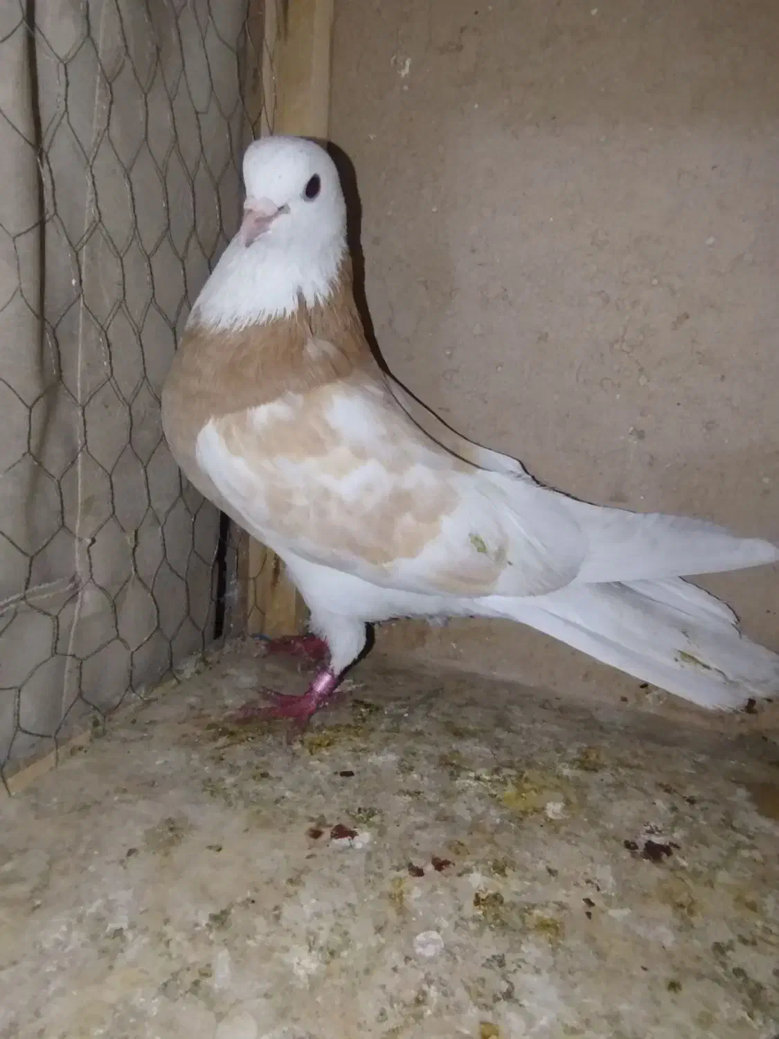 هما نر پرشی|پرنده|تهران, جوادیه تهرانپارس|دیوار