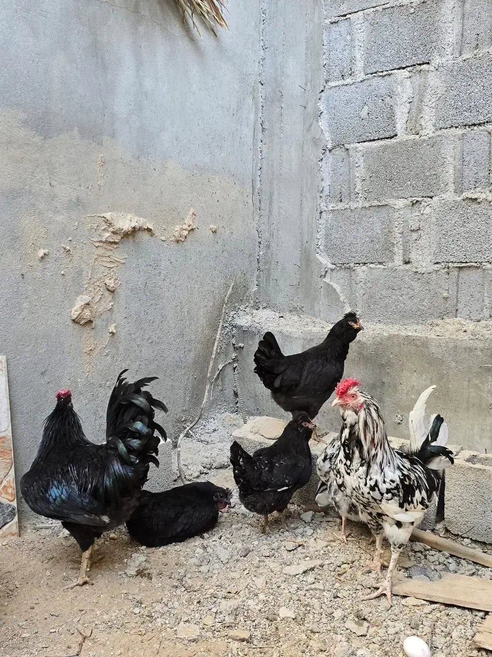 مرغ خروس گلین اصیل و مرغ ایام سمانی|حیوانات مزرعه|کاکی, |دیوار