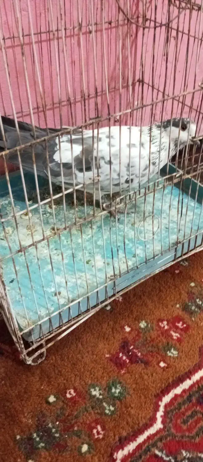 کفتر سینه سفید|پرنده|تیمور آباد, |دیوار