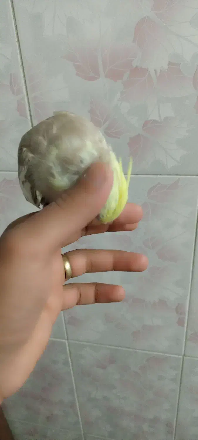 عروس هلندی دستی و سخنگو|پرنده|برخوار, |دیوار