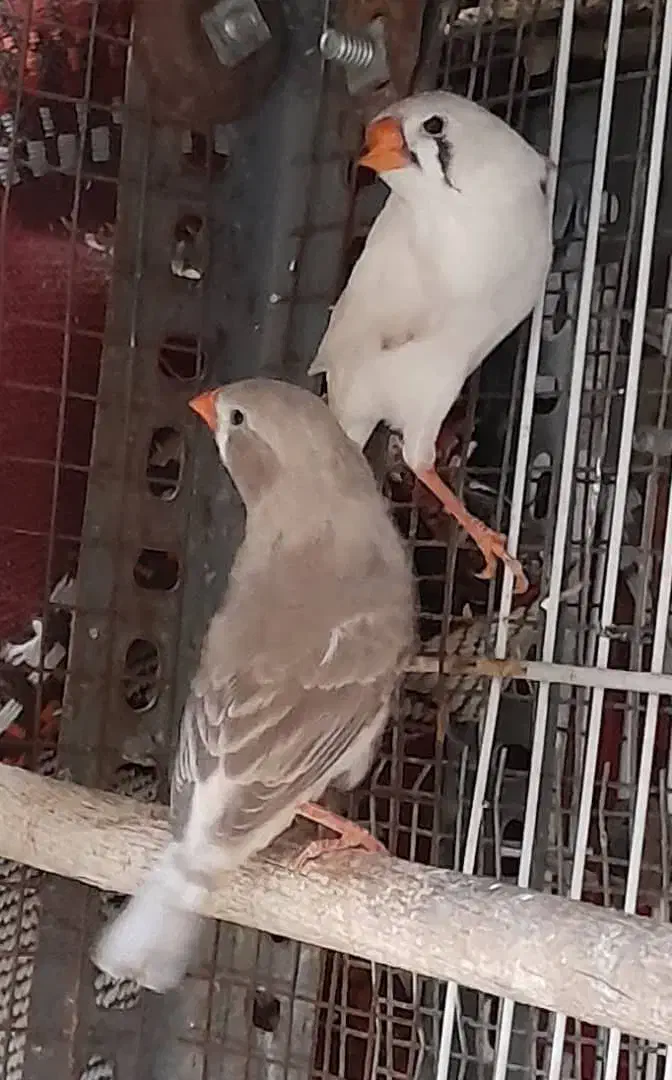 ۲ جفت فنچ زبرا مولد|پرنده|شیراز, لاله|دیوار