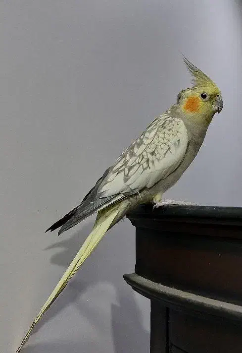 عروس هلندی ماده|پرنده|ری, اقدسیه|دیوار