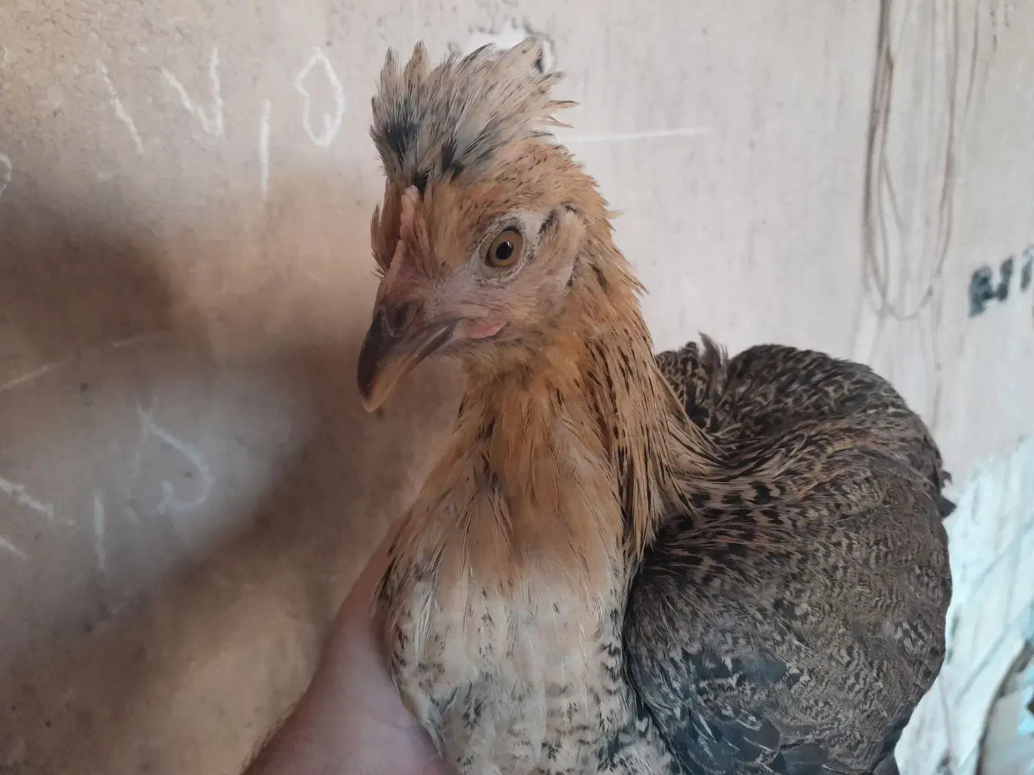 نیمچه مرغ و خروس گلین و بومی لری|حیوانات مزرعه|اصفهان, مارچین|دیوار