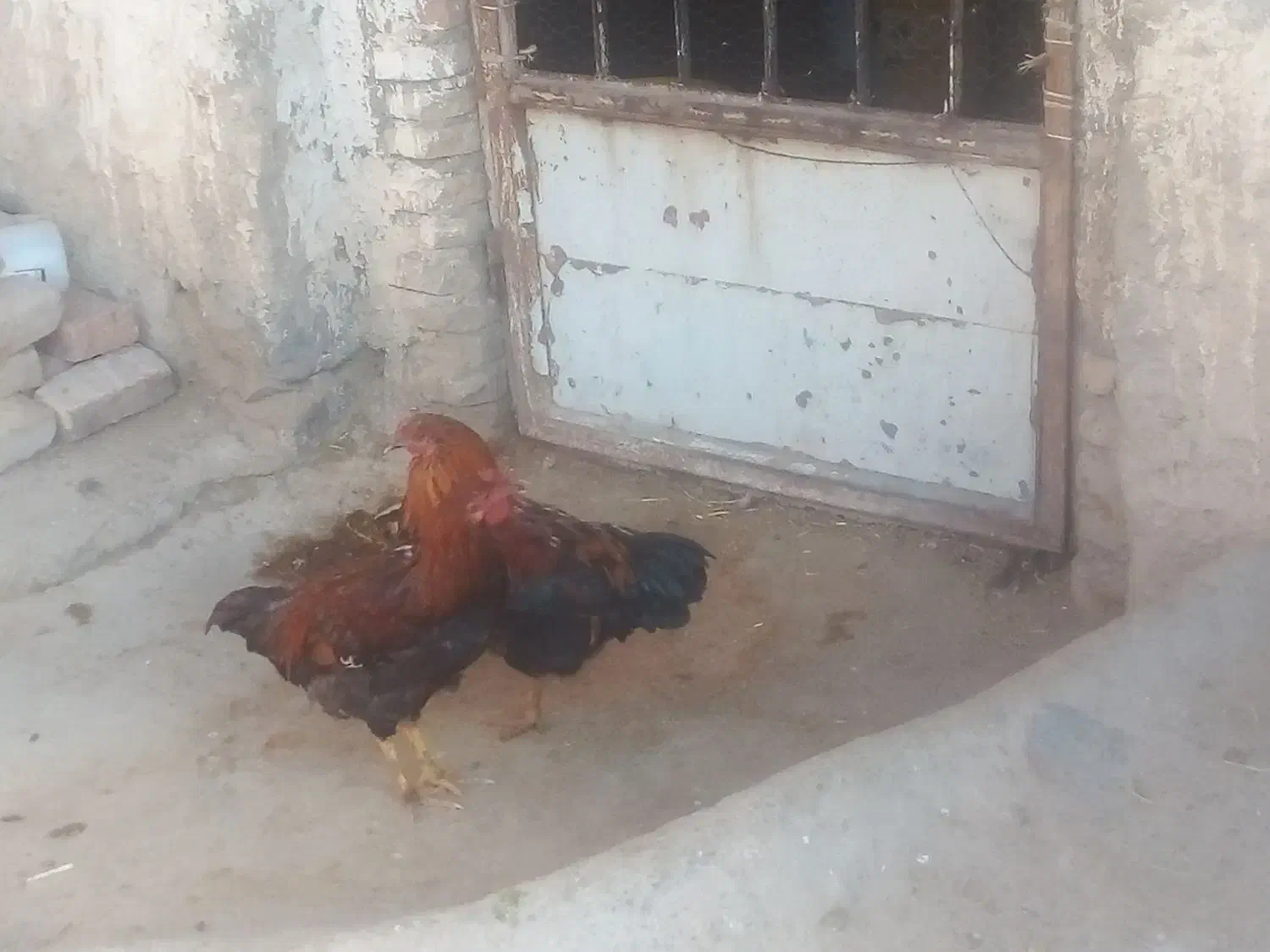 خروس|حیوانات مزرعه|بروجرد, |دیوار