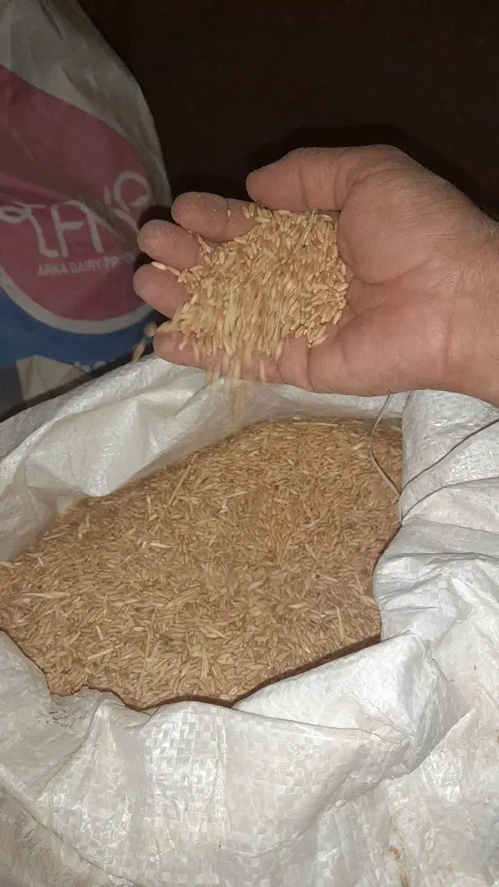 گندم|عمده‌فروشی|سربند, |دیوار