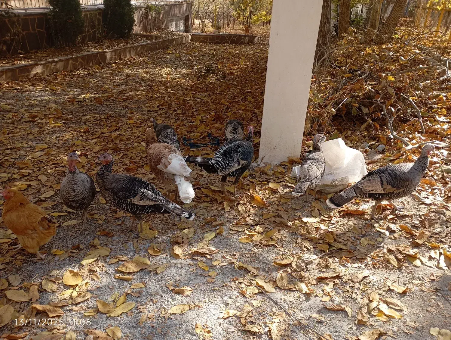 بوقلمون و اردک|حیوانات مزرعه|دماوند, دماوند|دیوار