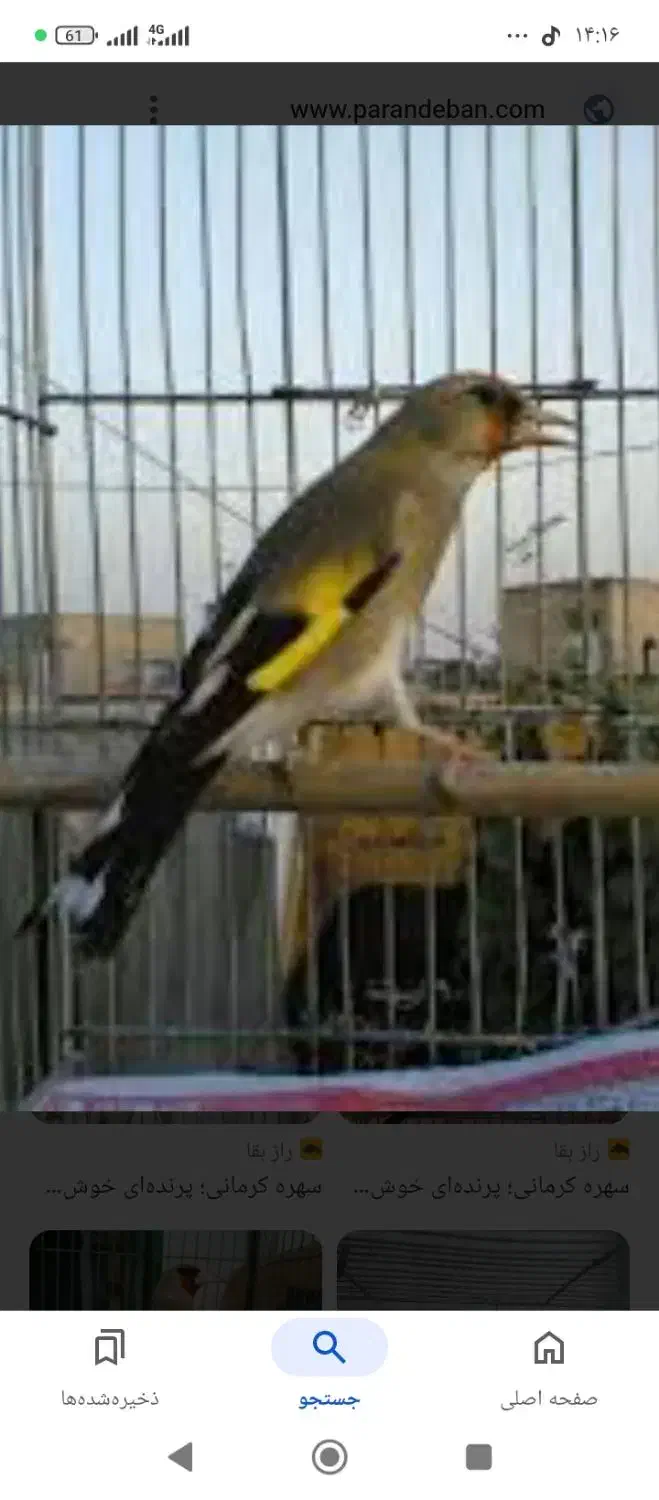 سهره پاییزه|پرنده|قرچک, قشلاق جیتو|دیوار