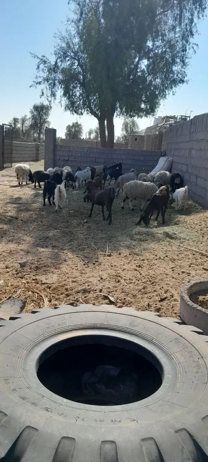 گوسفند|حیوانات مزرعه|بم, |دیوار