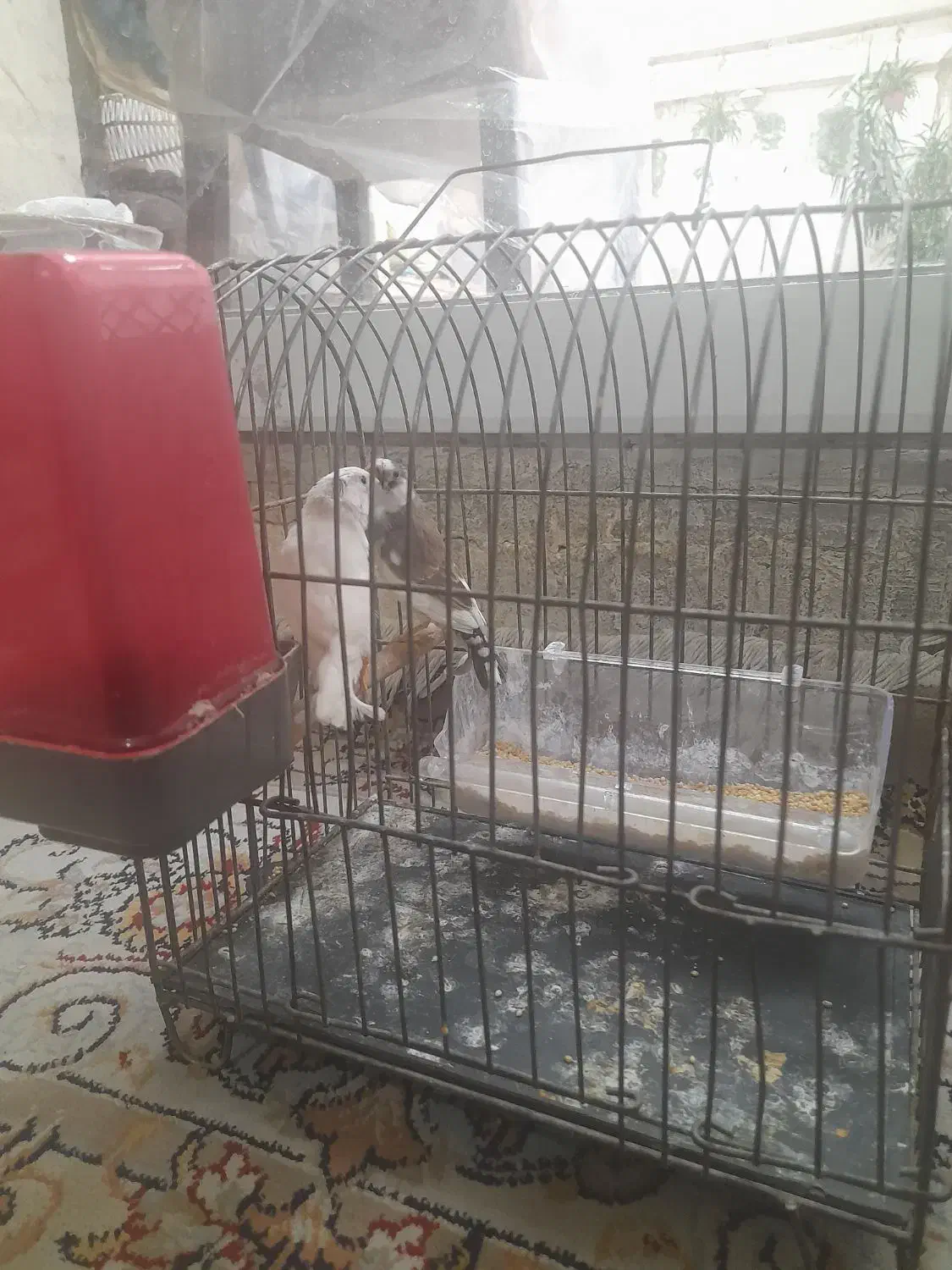 فنچ|پرنده|تهران, هفت حوض|دیوار