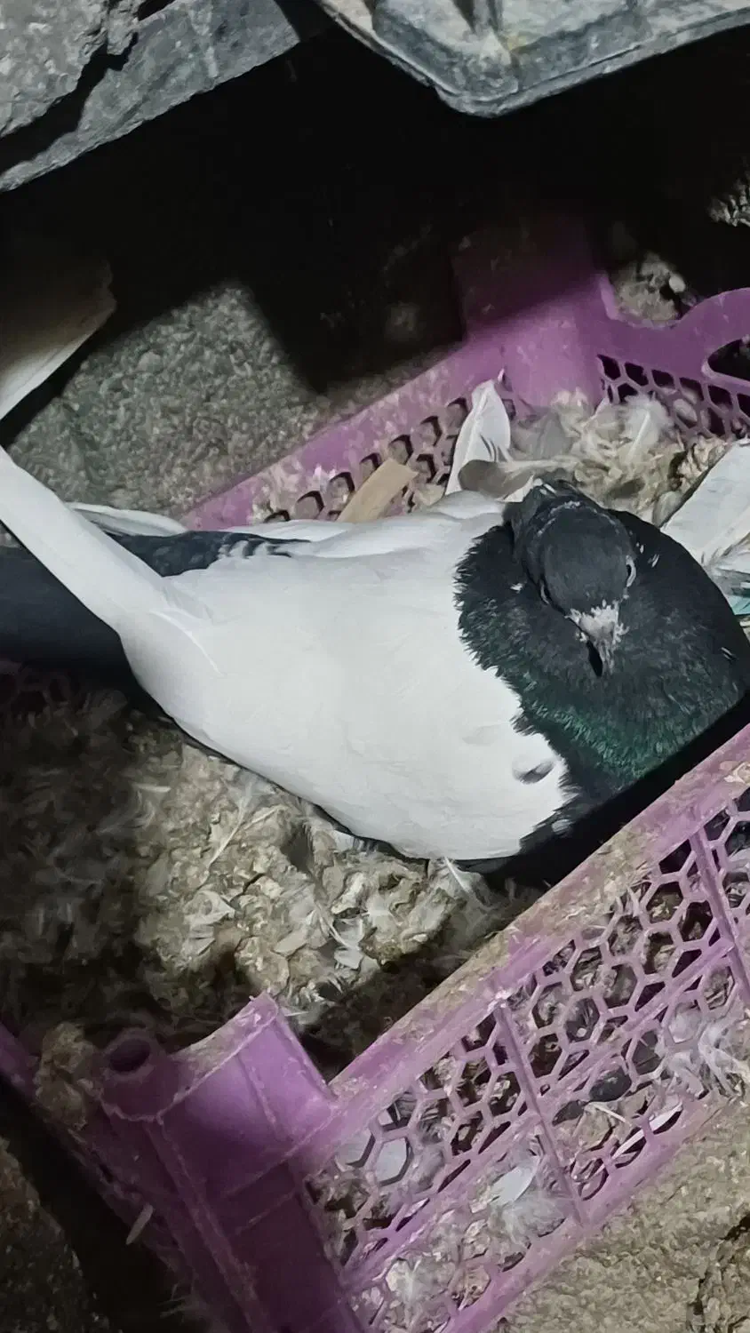 فروش کبوتر رنگی بفروش میرسید|پرنده|باسمنج, |دیوار