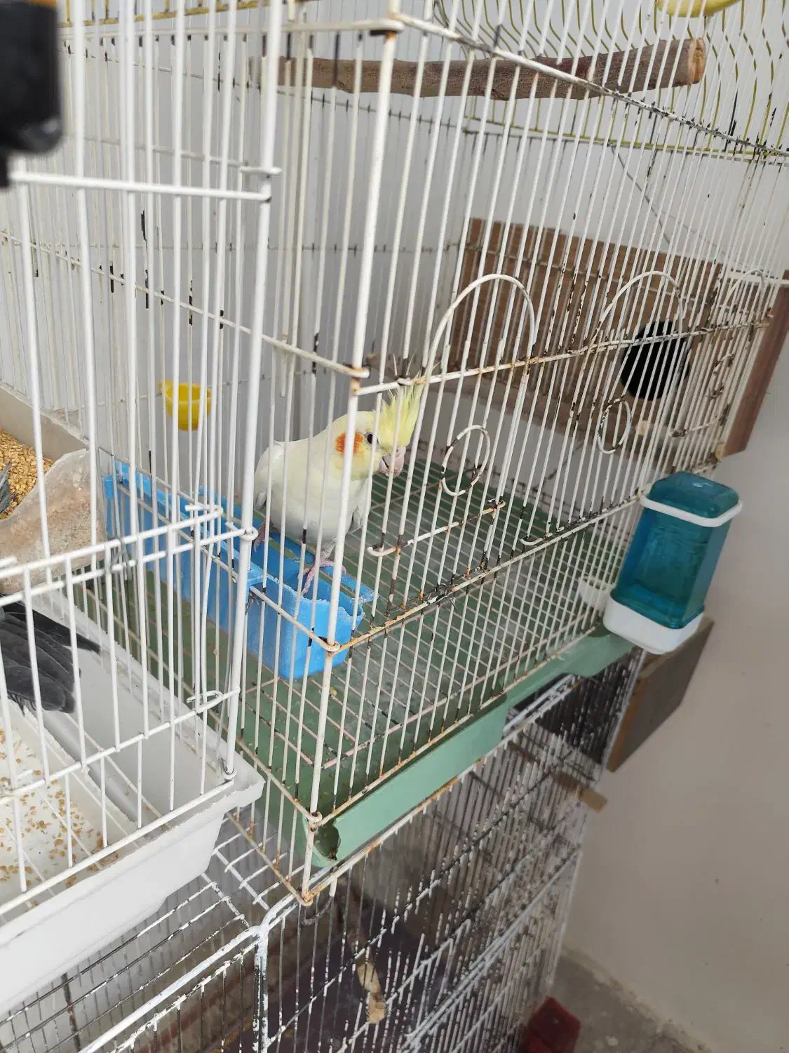 طوطی|پرنده|شوشتر, |دیوار