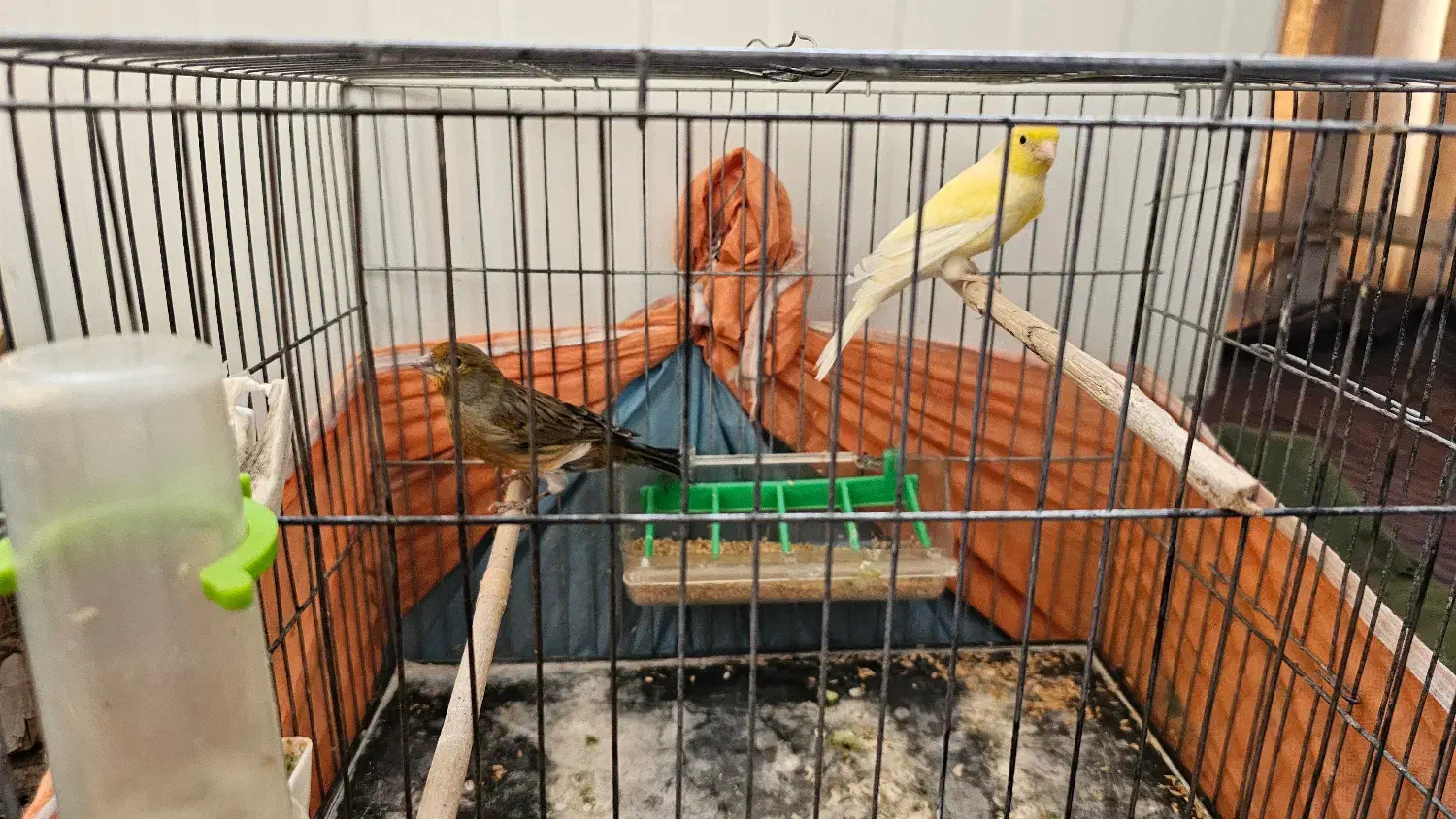 قناری|پرنده|تهران, باغ خزانه|دیوار