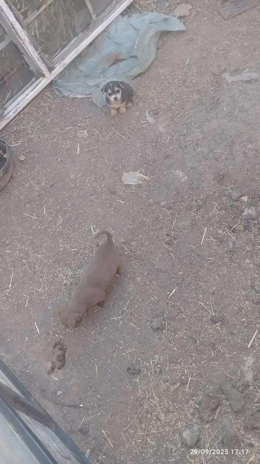 توله سگ پاکوتاه 3ماه|سگ|صائین قلعه, |دیوار