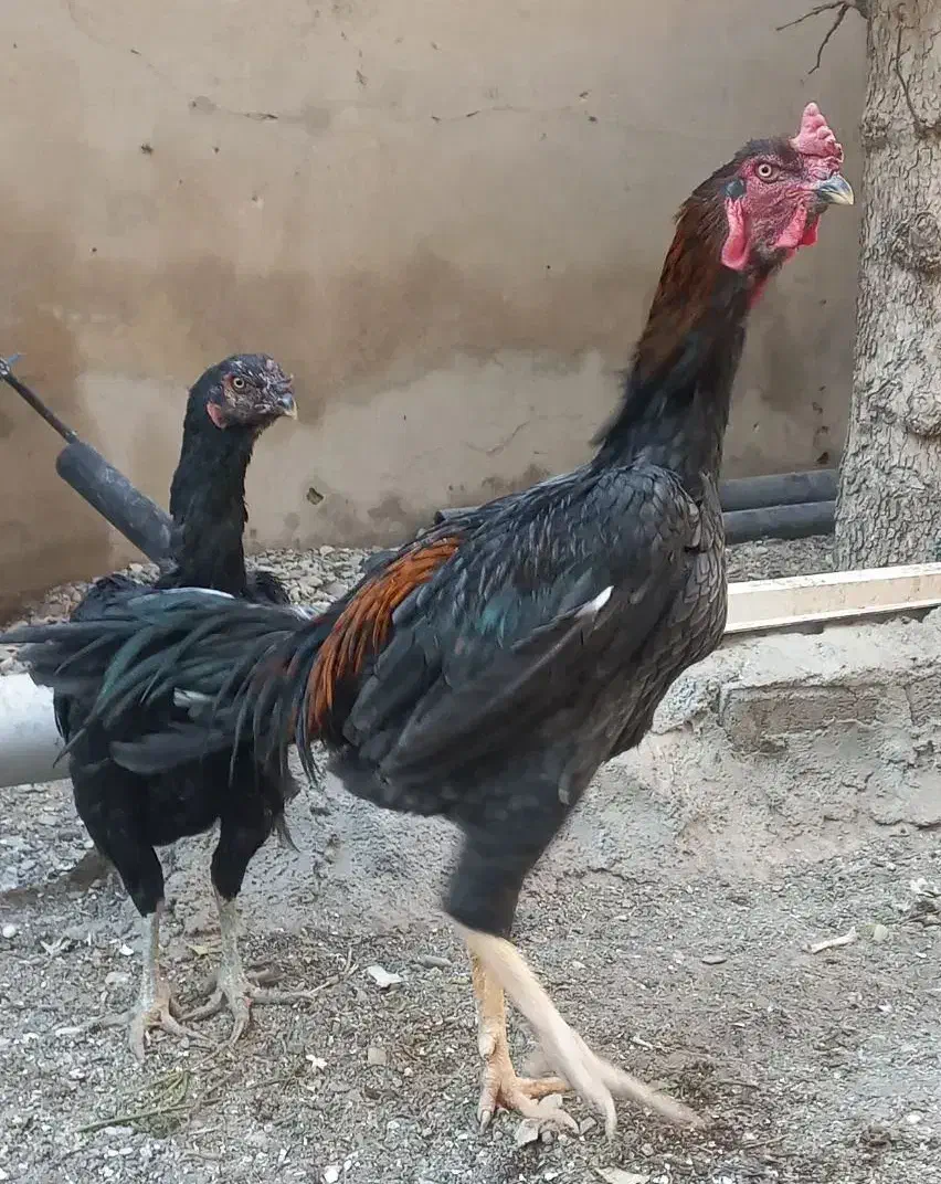 لاری|حیوانات مزرعه|پاکدشت, پاکدشت (مامازند)|دیوار