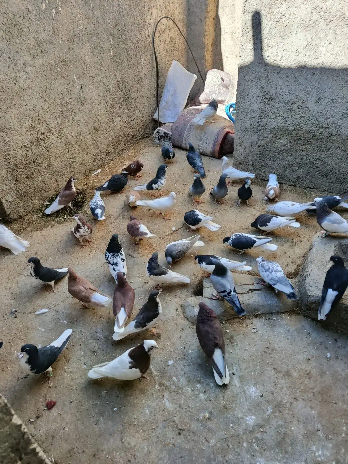 کبوتر|پرنده|رونیز, |دیوار