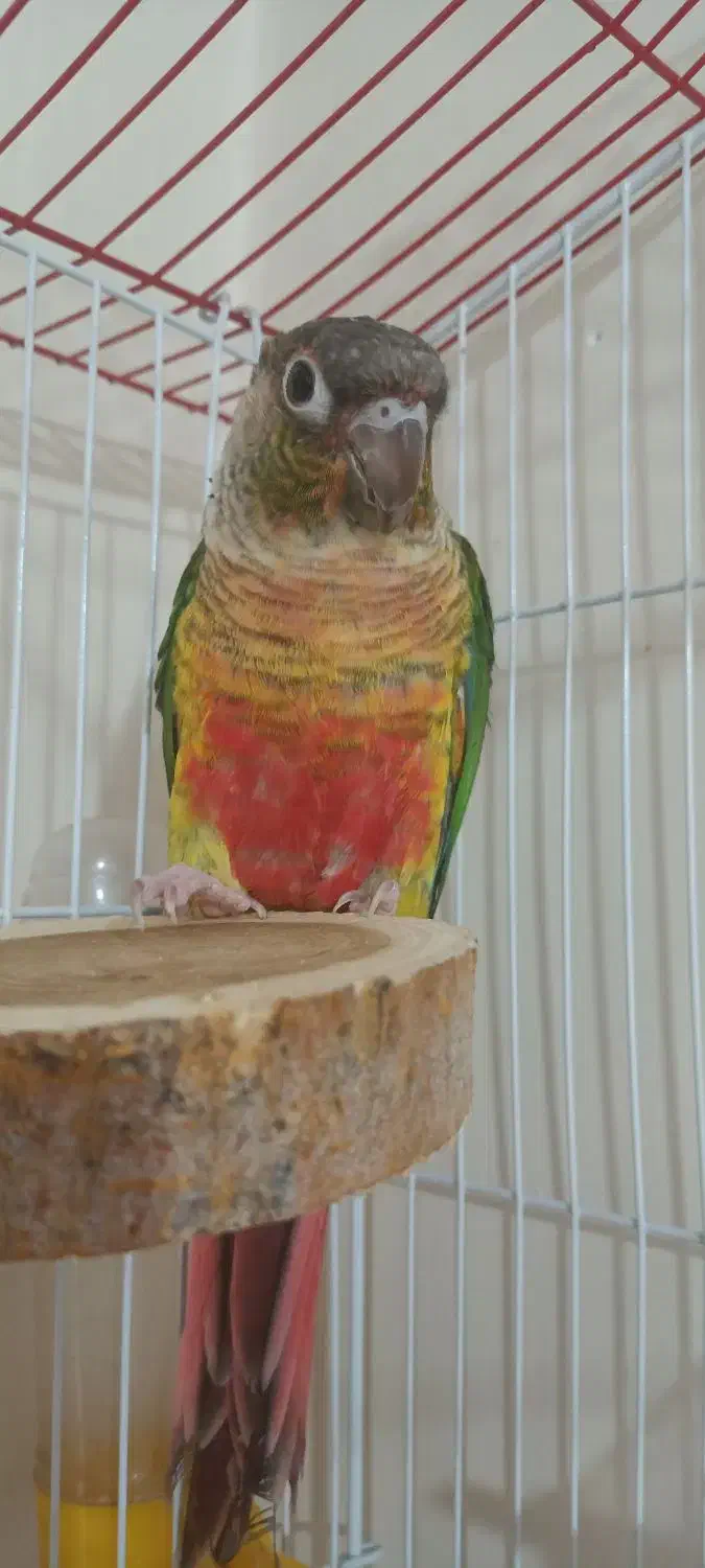 گرینچیک  یلوساید|پرنده|شهر ری, شهادت|دیوار