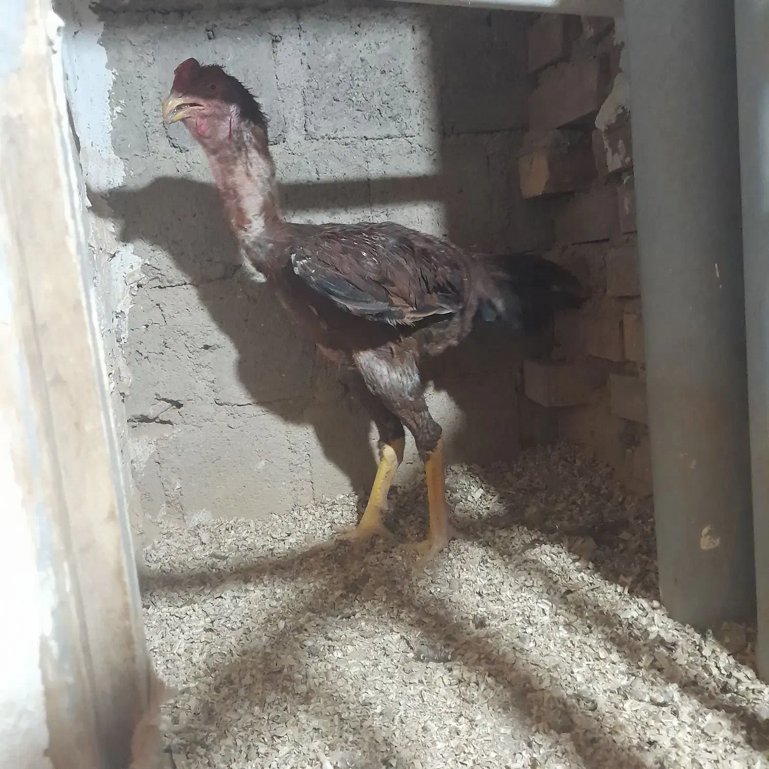 خروس لاری|حیوانات مزرعه|بوکان, |دیوار