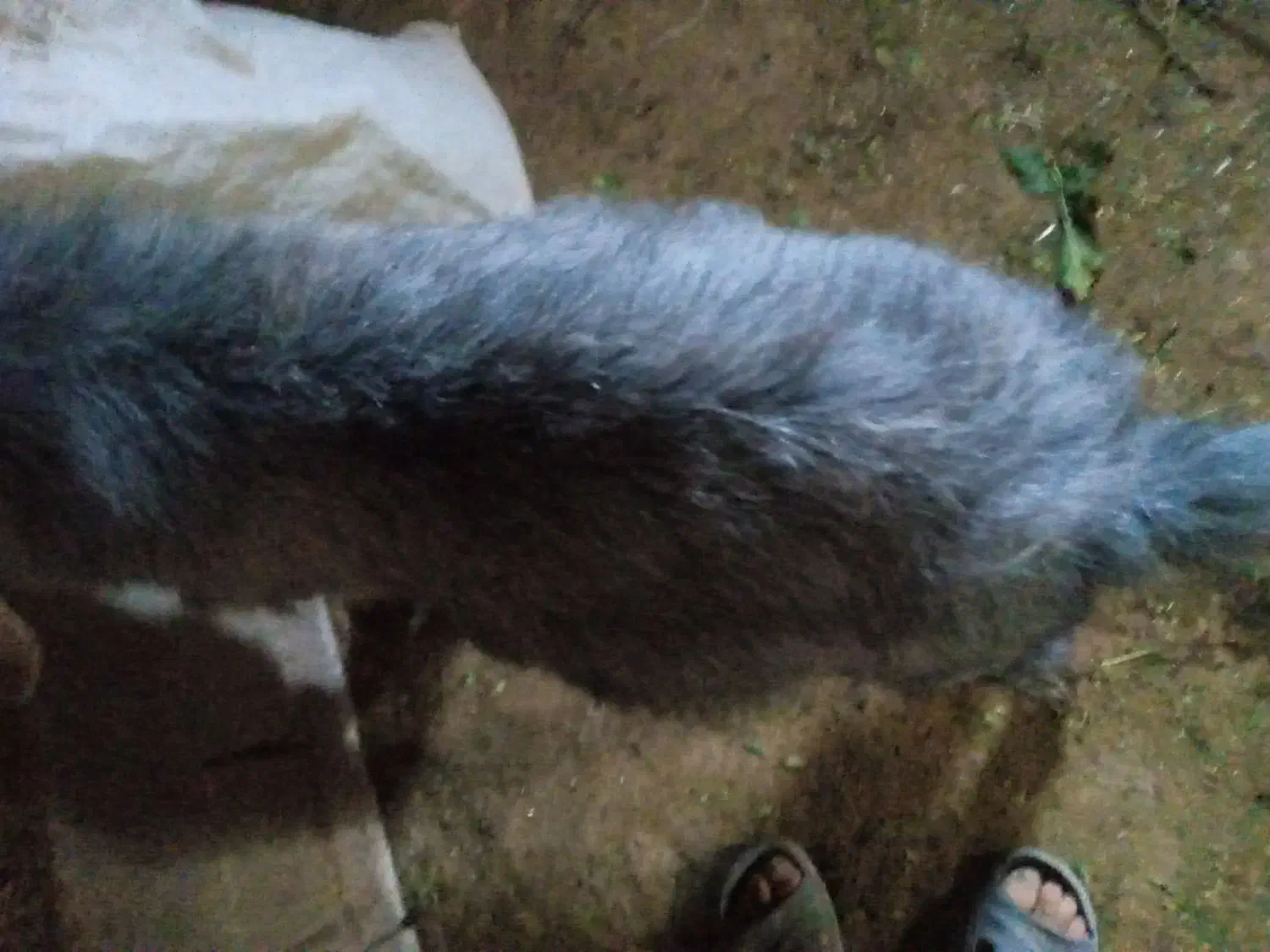 دو عدد بز|حیوانات مزرعه|گلی داغ, |دیوار