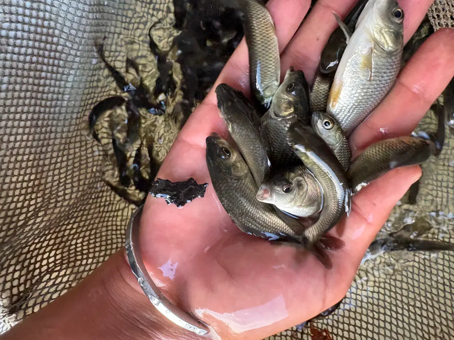 سایز سه بند چهار بند کپور|ماهی|خرم‌آباد, |دیوار