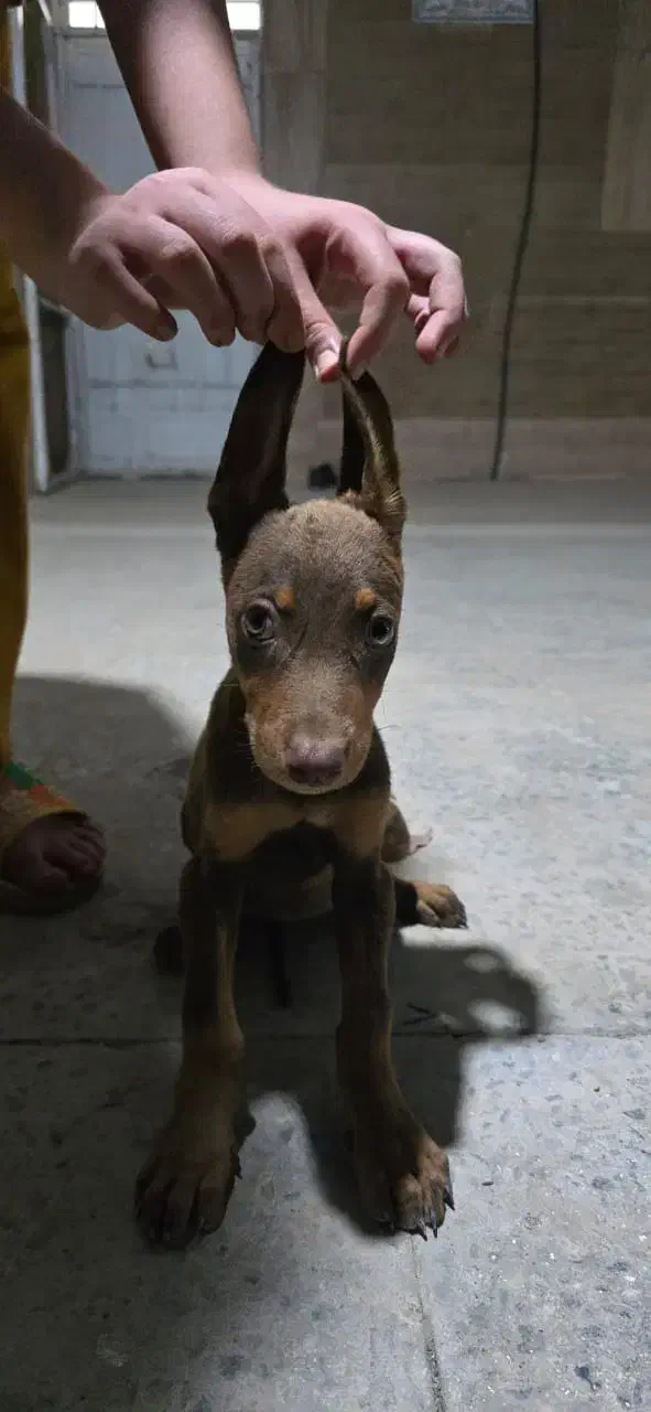 سگ دوبرمن ماده|سگ|اهواز, پادادشهر|دیوار