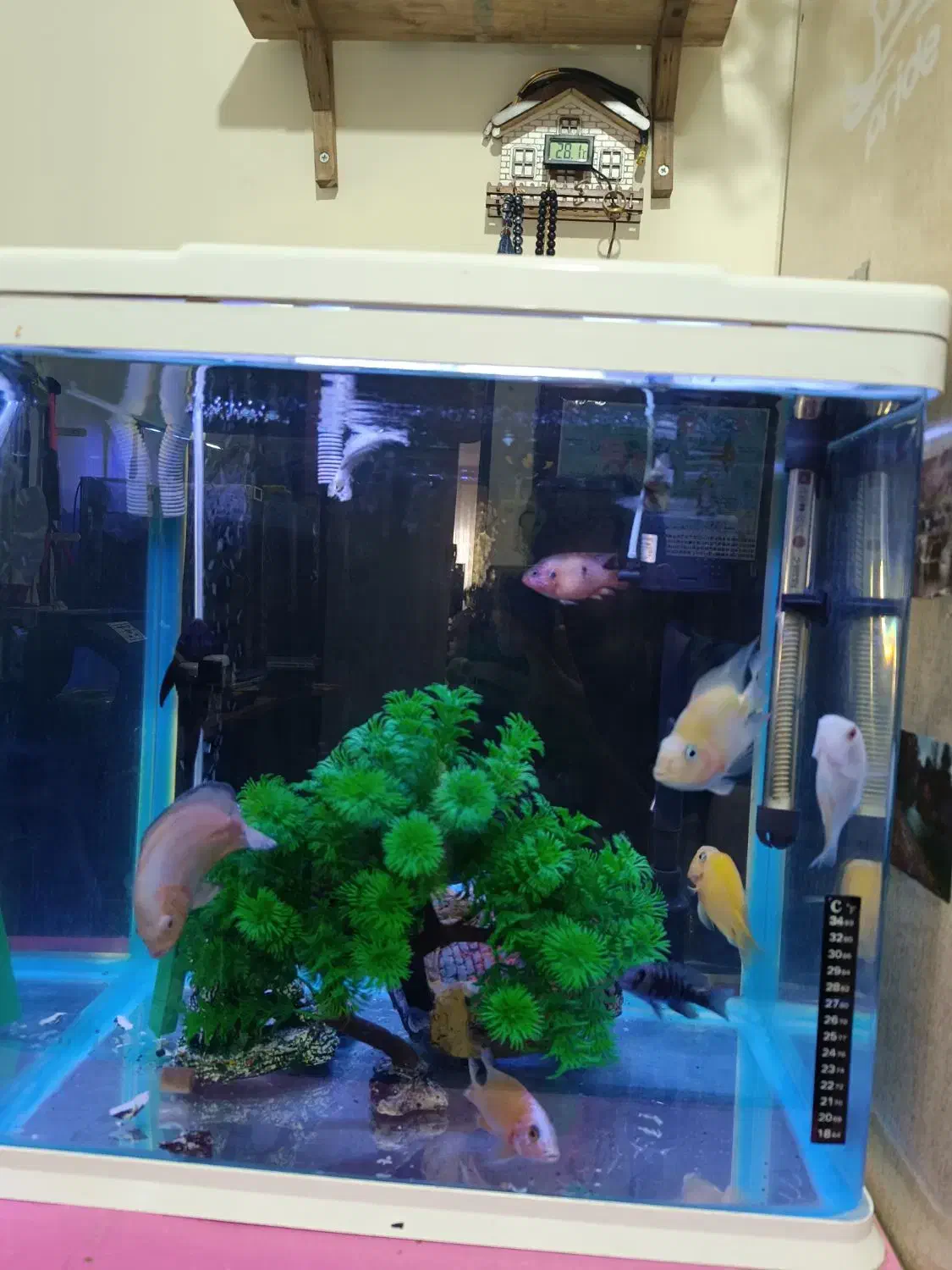 آکواریوم آکوا همراه با ماهی|ماهی|تنکابن, |دیوار