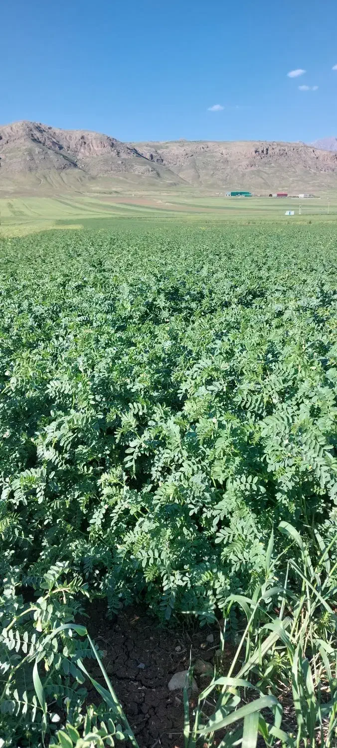 نخود مادری منصور|عمده‌فروشی|صحنه, |دیوار