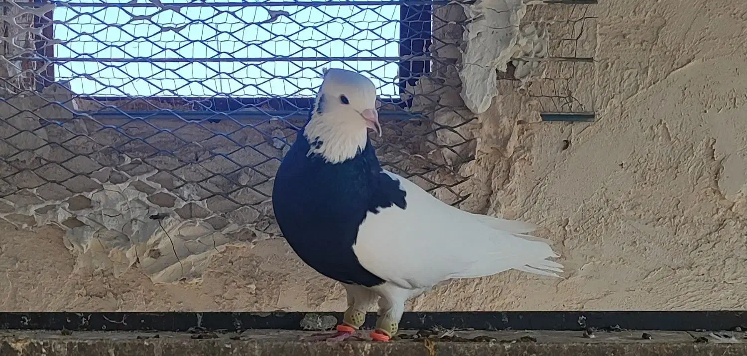 طوقی سیاه نر|پرنده|اقبالیه, |دیوار