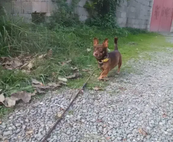 تدی سگ کوچولو|سگ|خشکبیجار, |دیوار