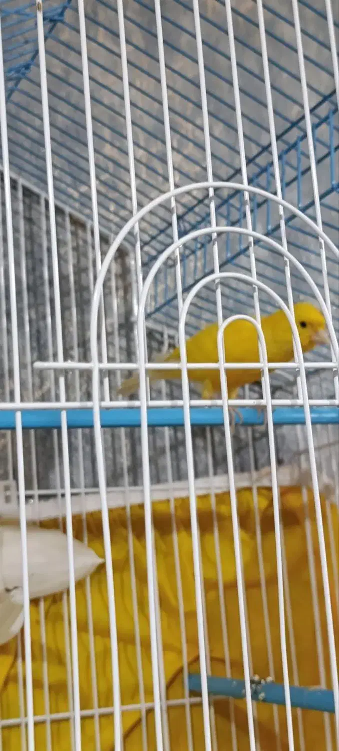 قناری سرخ و زرد|پرنده|لامرد, |دیوار