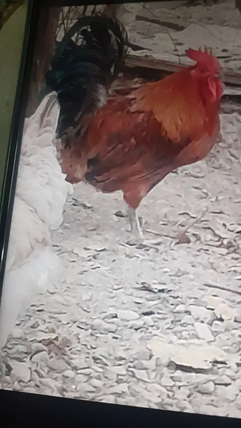 خروس محلی|حیوانات مزرعه|صباشهر, |دیوار