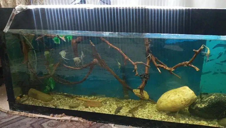 ماهی و آکواریوم|ماهی|ورامین, ورامین|دیوار