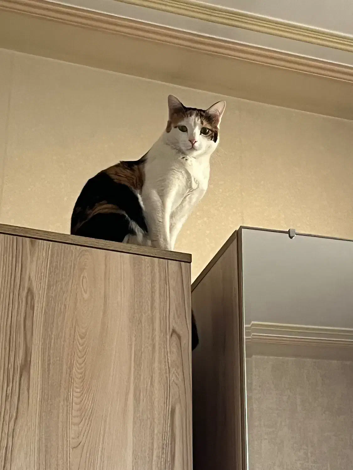 واگذاری حیوان خانگی «پوپک»|گربه|قم, شهرک قدس|دیوار