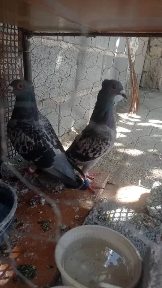 کوهی کاکولی پلاکی|پرنده|خفر, |دیوار