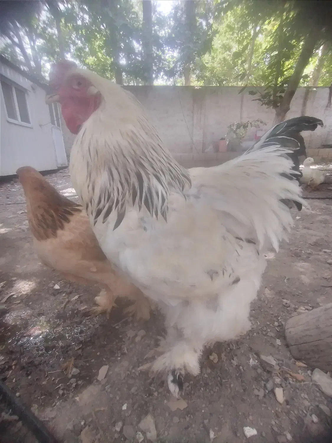 تخم مرغ نطفه دار نژاد برهما|حیوانات مزرعه|هشتگرد, تهران دشت|دیوار