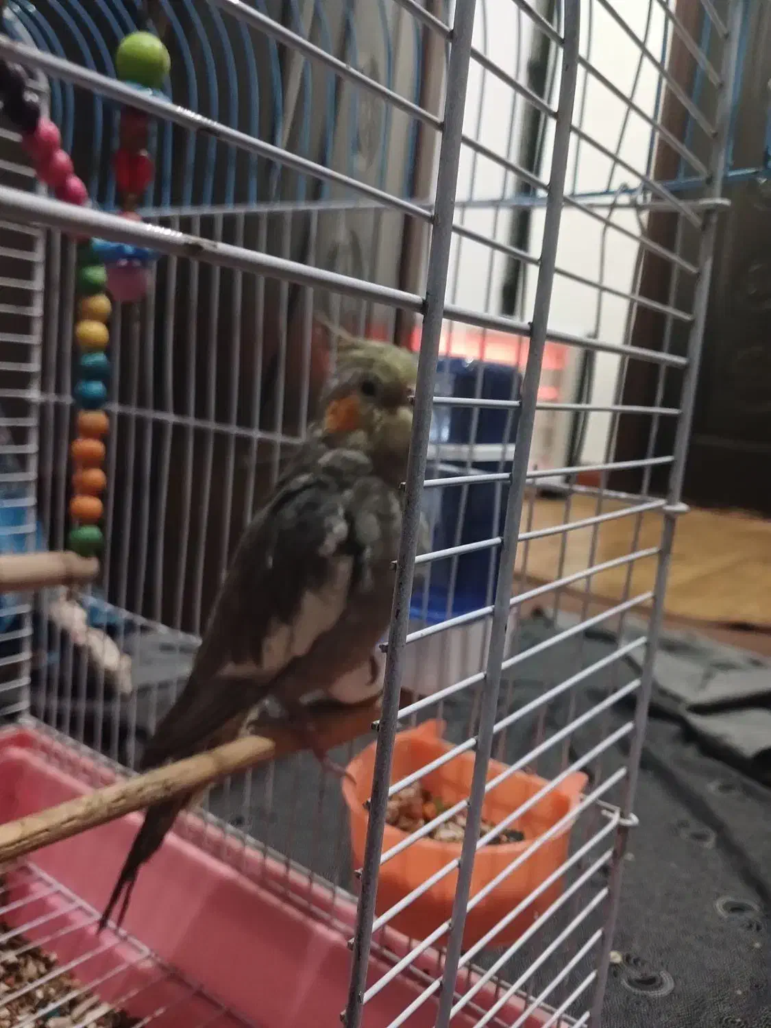 عروس هلندی|پرنده|جیرفت, |دیوار