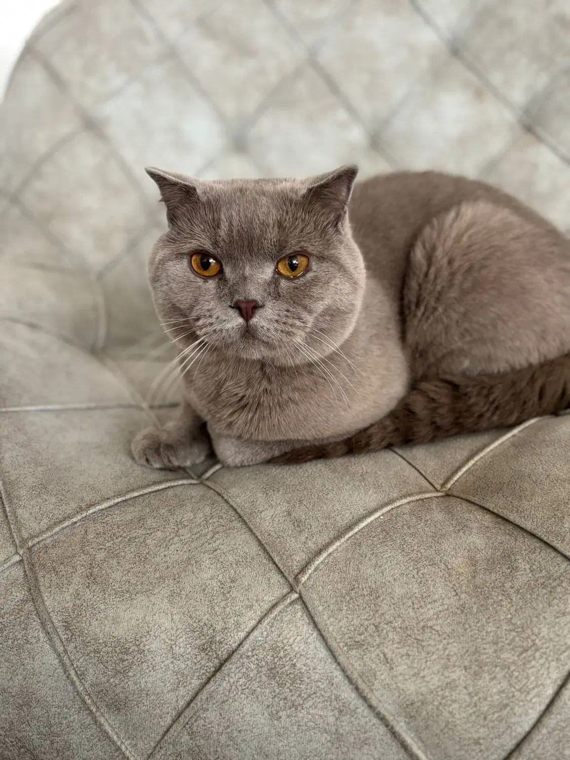 جفتگیری گربه اسکاتیش آنفولد نر|گربه|نیشابور, شریعتی|دیوار