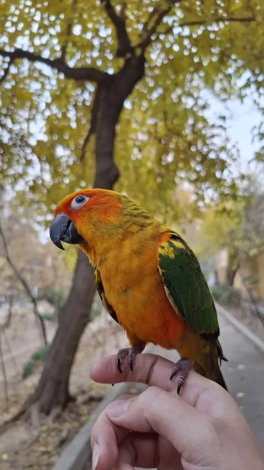 طوطی|پرنده|اصفهان, کشاورزی|دیوار