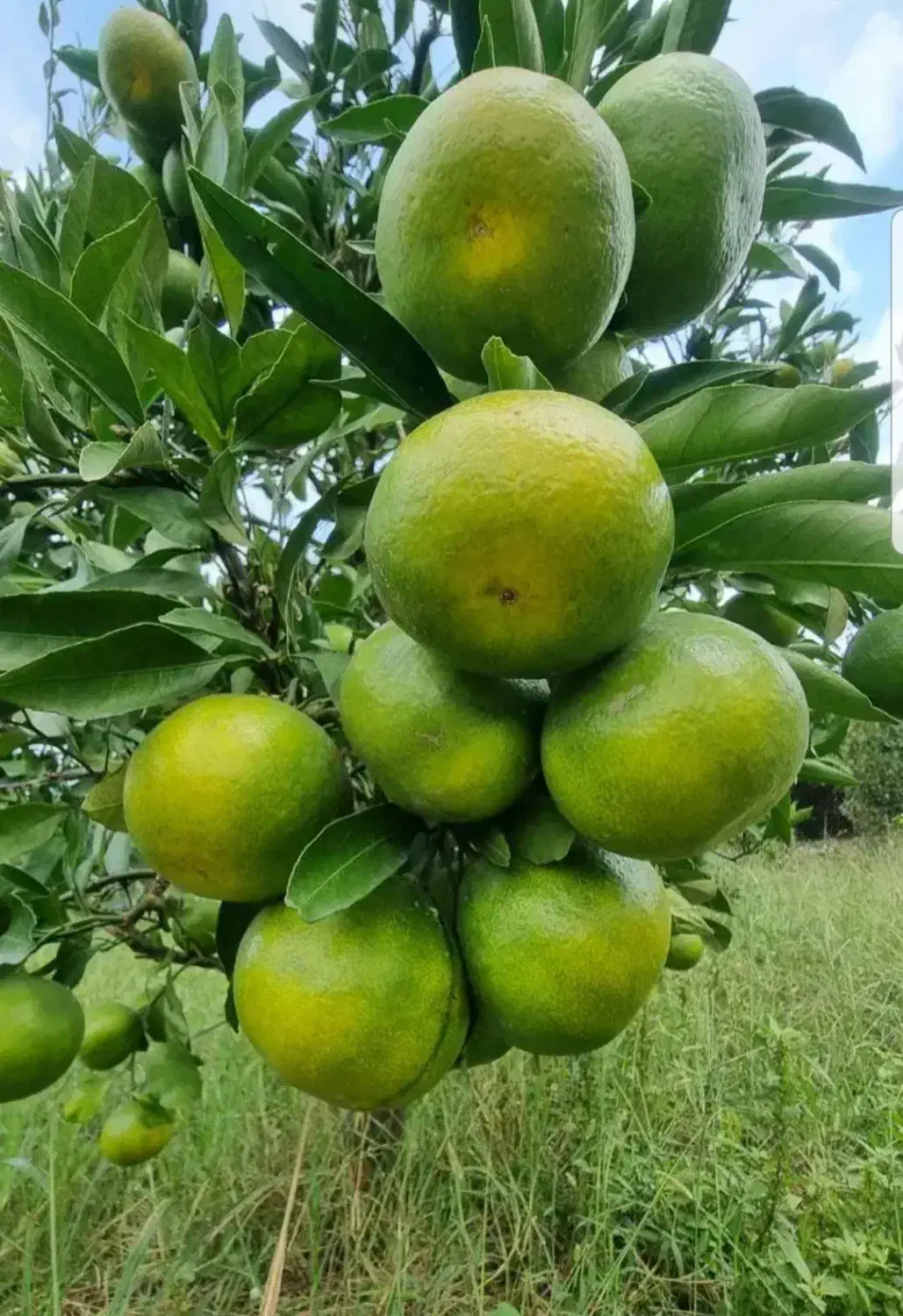 نارنگی ژاپنی|عمده‌فروشی|ساری, |دیوار
