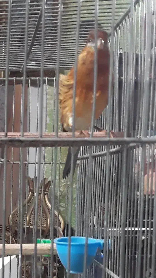 سهره قناری ابلغ ریزه خون|پرنده|تهران, تهرانپارس غربی|دیوار