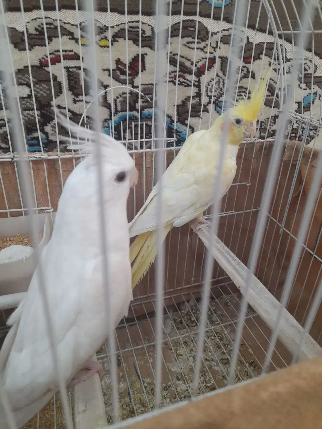 عروس هلندی|پرنده|گرگان, |دیوار