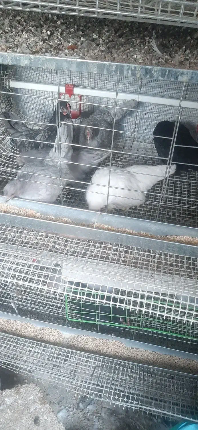 جاپنیز.لاکندزی.گردن لخت|حیوانات مزرعه|تهران, زرکش|دیوار