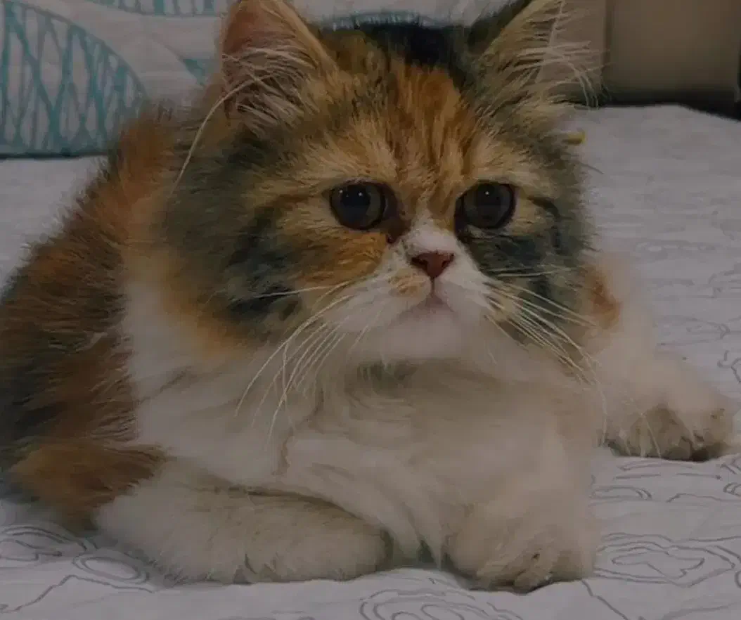 گربه|گربه|آبادان, |دیوار