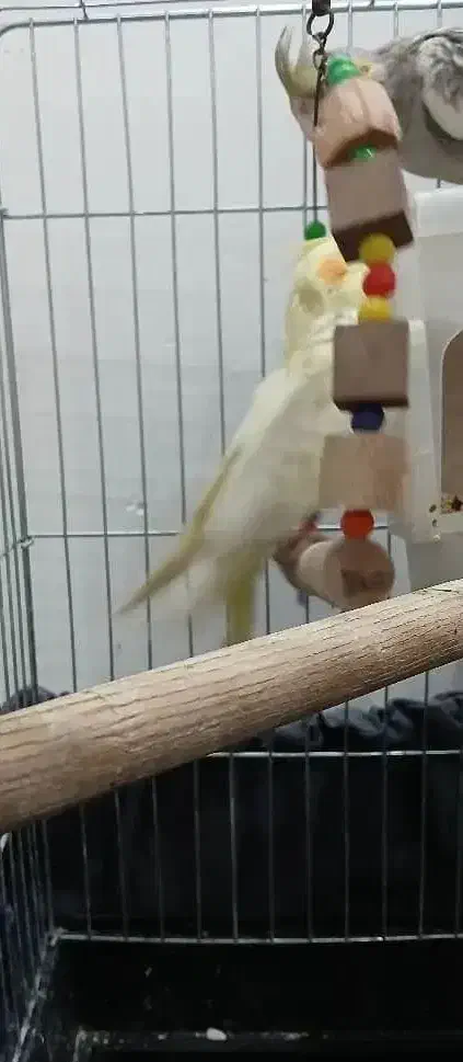 عروس هلندی نر|پرنده|رشت, رودباری|دیوار