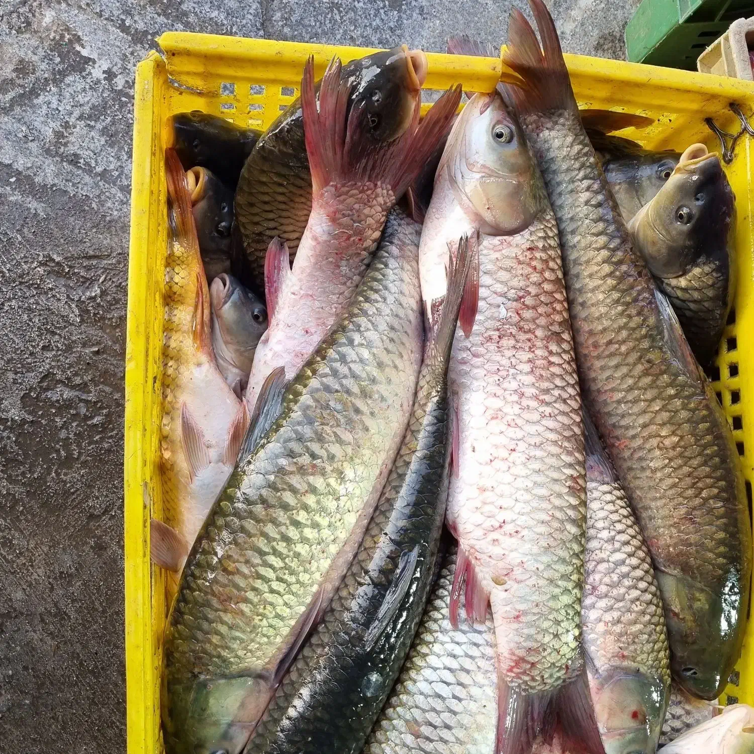 فروش ویژه ماهی|ماهی|گرگان, |دیوار