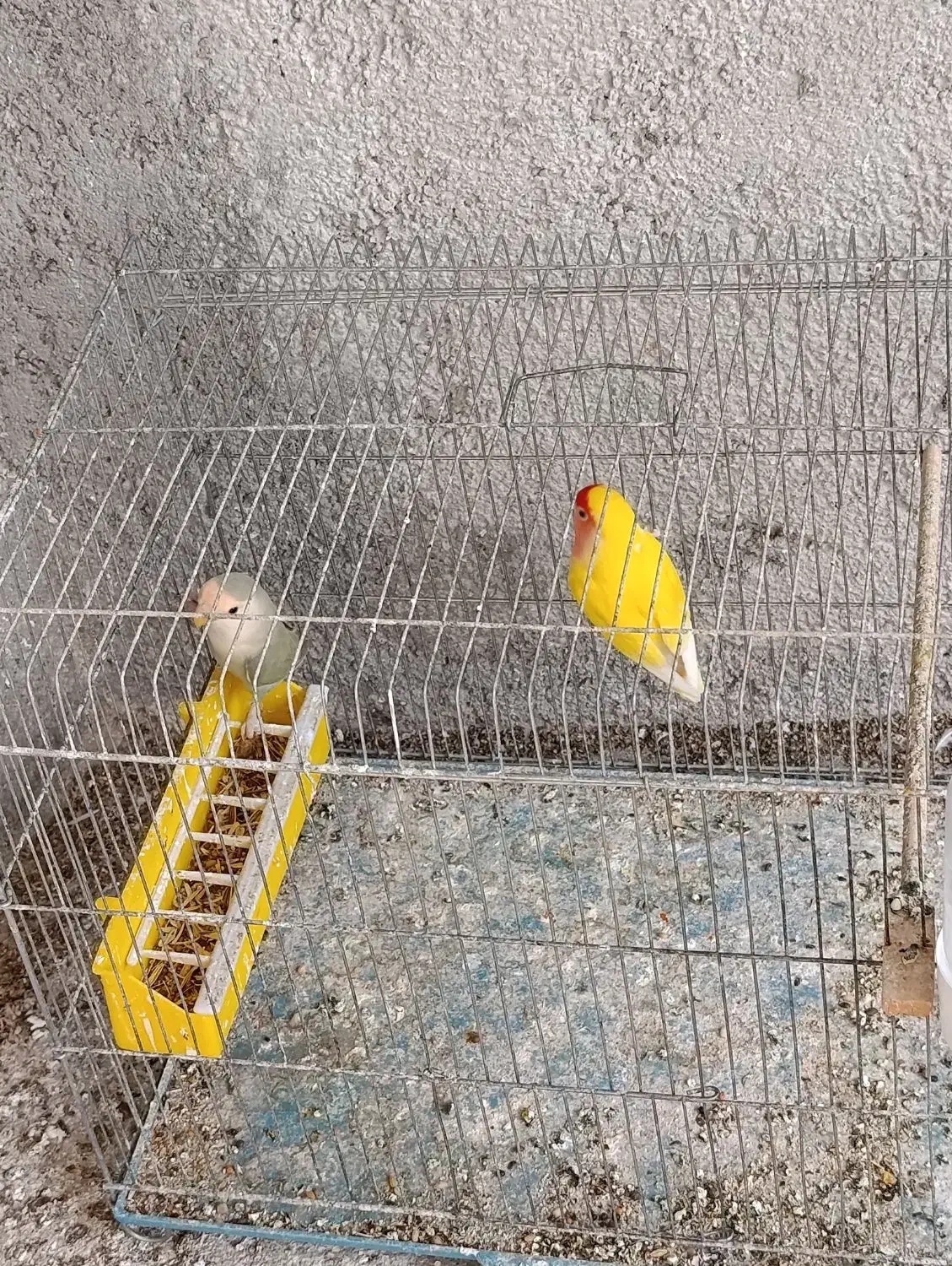 طوطی برزیلی مولد درجه یک کارداده|پرنده|یاسوج, |دیوار