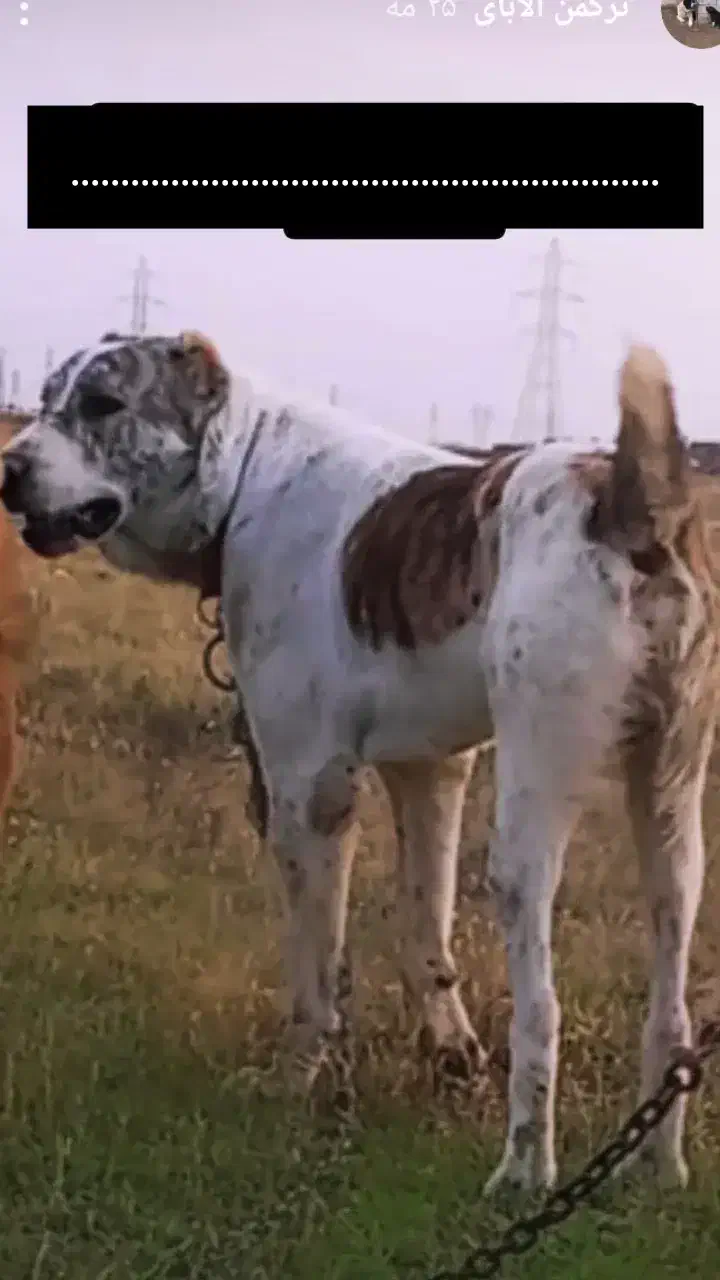 فروشی سگ آلابای|سگ|مراوه, |دیوار