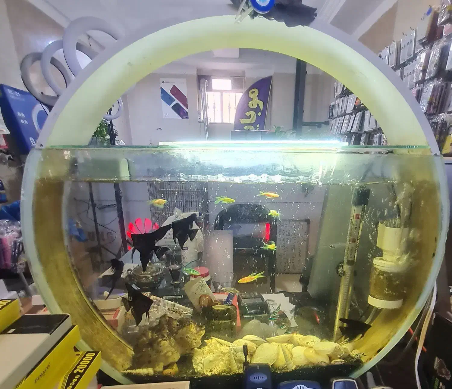 اکواریم کلاسیک دایره ای|ماهی|شیراز, شهرک جماران|دیوار